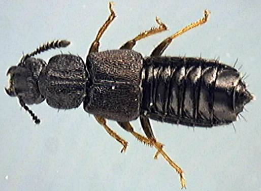 Oxytelus inustus